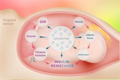 Cross Talk between Adipose Tissue and Placenta in Obese and Gestational Diabetes Mellitus Pregnancies via Exosomes